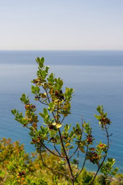Avrupa, İtalya, Cinque Terre, Corniglia, bir su kütlesinin yanındaki ağaç.