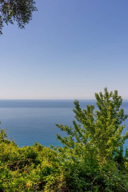 Avrupa, İtalya, Cinque Terre, Corniglia, bir su kütlesinin yanındaki ağaç.