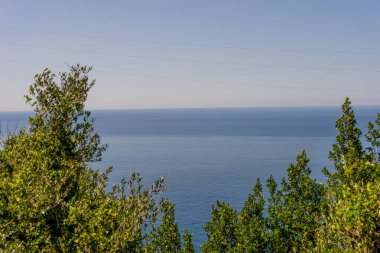 Avrupa, İtalya, Cinque Terre, Corniglia, bir su kütlesinin yanındaki ağaç.