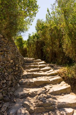 Avrupa, İtalya, Cinque Terre, Corniglia, bir ağacın yanındaki kayaya yakın çekim
