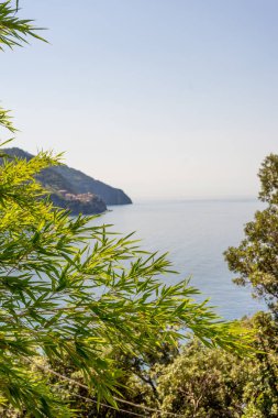 Avrupa, İtalya, Cinque Terre, Corniglia, bir su kütlesinin yanındaki ağaç.