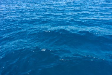 Avrupa, İtalya, Cinque Terre, Riomaggiore, sudaki bir grup balık.