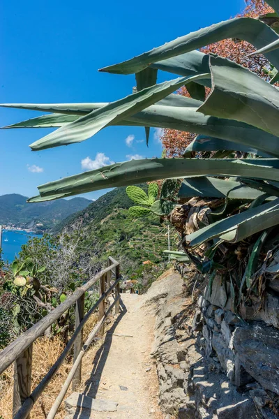 Europe Italy Cinque Terre Vernazza Bird Sitting Top Wooden Fence — Stock Photo, Image