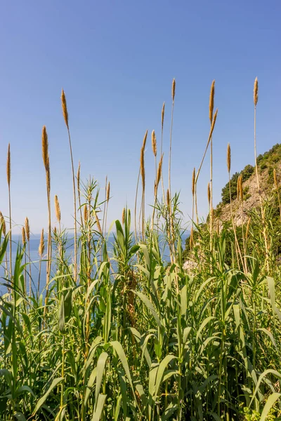Europa Italien Cinque Terre Corniglia Eine Reihe Hohes Gras — Stockfoto