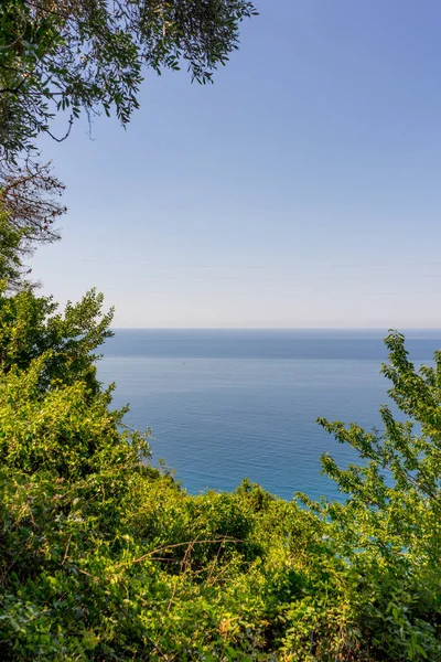 Європа Італія Cinque Terre Corniglia Дерево Біля Водойми — стокове фото