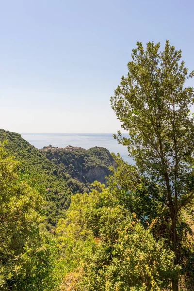 Europa Italia Cinque Terre Corniglia Primer Plano Árbol — Foto de Stock