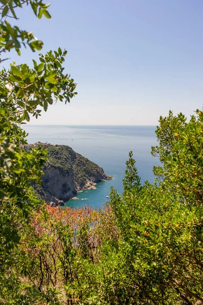 Europa Itália Cinque Terre Corniglia Uma Árvore Lado Corpo Água — Fotografia de Stock