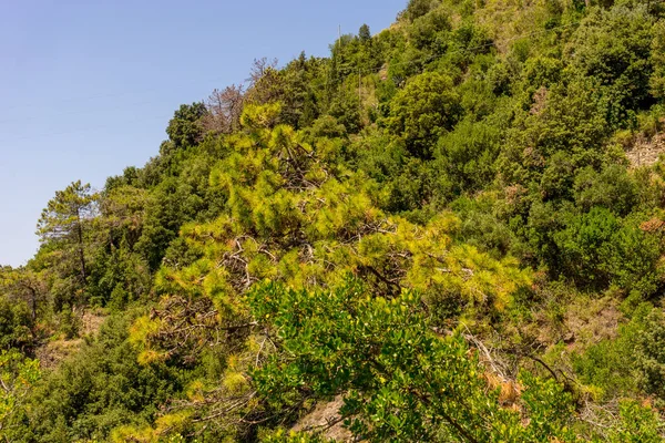 Europe Italy Cinque Terre Corniglia Plants Trees Forest Foinst Clear — 图库照片