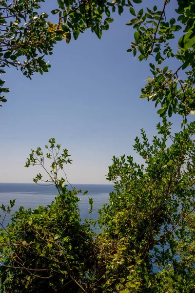 Європа Італія Cinque Terre Corniglia Дерево Лісі — стокове фото