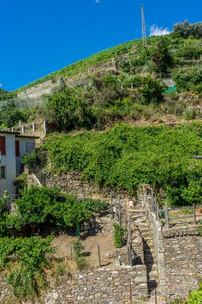 Europa Italien Cinque Terre Vernazza Pflanzen Auf Feld Mit Gebäude — Stockfoto