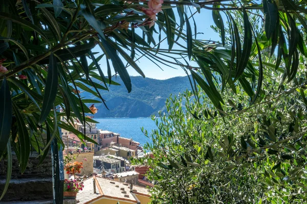 Europa Itália Cinque Terre Vernazza Grupo Palmeiras Lado Uma Árvore — Fotografia de Stock