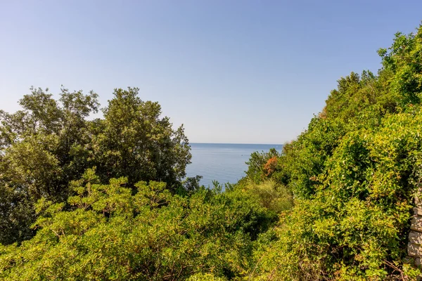 Європа Італія Cinque Terre Corniglia Close Tree — стокове фото