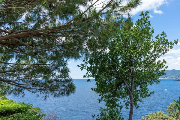 ヨーロッパ イタリア チンクテレ マナローラ 空に対する海による木 — ストック写真