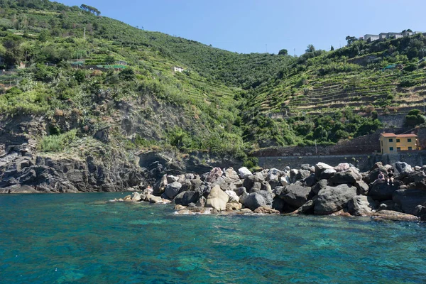 Europa Italia Cinque Terre Riomaggiore Rebaño Ovejas Una Zona Rocosa — Foto de Stock