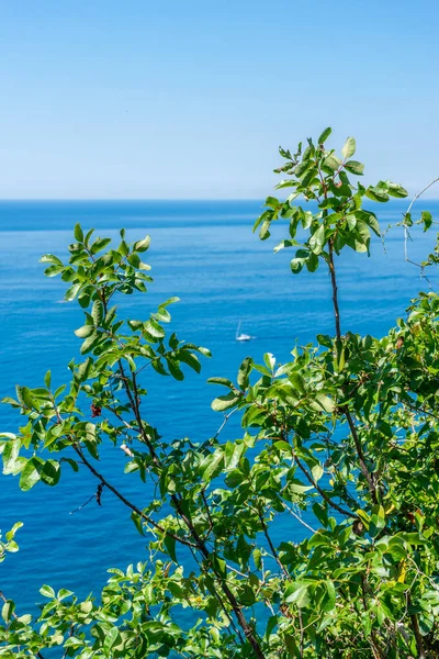 Avrupa, İtalya, Cinque Terre, Corniglia, bir ağacın yanında su