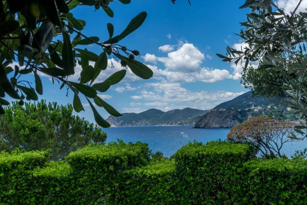 Europe Italy Cinque Terre Manarola Tree Next Body Water — Stock Photo, Image