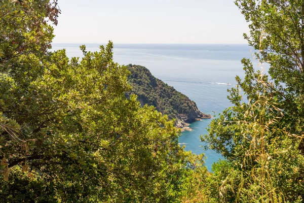 Europe Italy Cinque Terre Corniglia Tree Front Lake — Stock Photo, Image