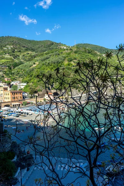 Europa Italië Cinque Terre Monterosso Een Boom Met Een Berg — Stockfoto