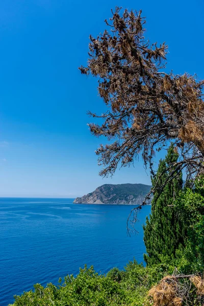 Europa Italia Cinque Terre Corniglia Árbol Junto Cuerpo Agua — Foto de Stock