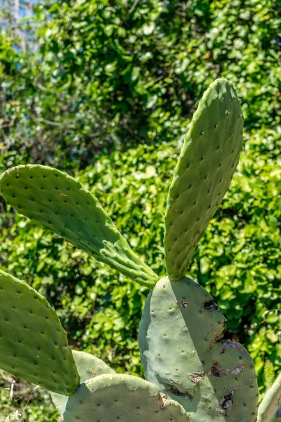 Europa Italia Cinque Terre Corniglia Primer Plano Cactus — Foto de Stock