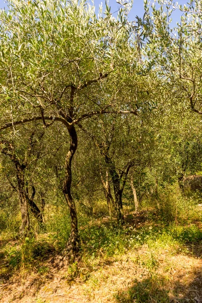 Europa Itália Cinque Terre Corniglia Árvores Crescimento Floresta — Fotografia de Stock