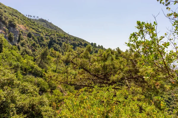 Europe Italy Cinque Terre Corniglia Scenic Overview Forest Inst Clear — 图库照片