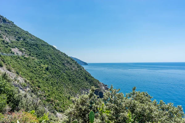 Європа Італія Cinque Terre Corniglia Дерево Горою Задньому Плані — стокове фото