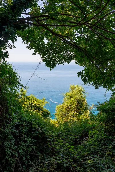Європа Італія Cinque Terre Corniglia Дерево Біля Озера — стокове фото