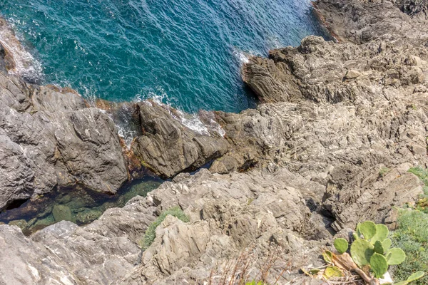 Europa Italia Cinque Terre Manarola Primer Plano Una Roca Junto —  Fotos de Stock
