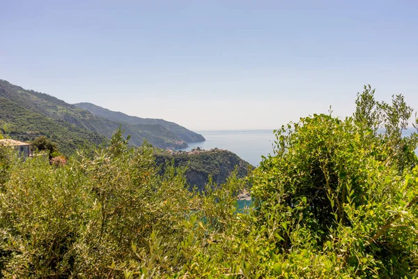 Avrupa Talya Cinque Terre Corniglia Arkasında Dağ Olan Bir Ağaç — Stok fotoğraf