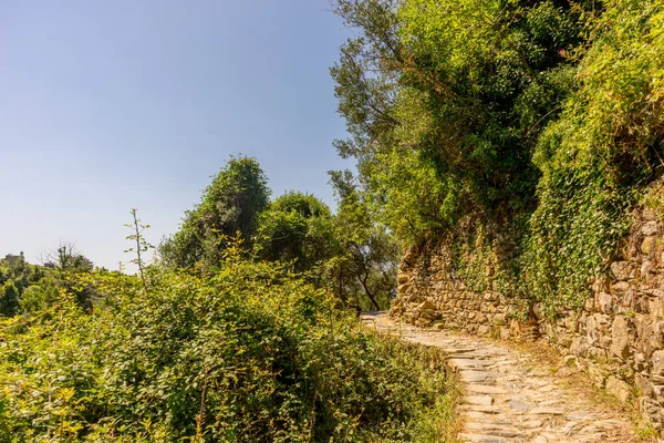 意大利 Cinque Terre Corniglia Trail Amidst Trees Sky — 图库照片