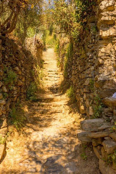 Europa Italien Cinque Terre Manarola Ett Träd Skogen — Stockfoto