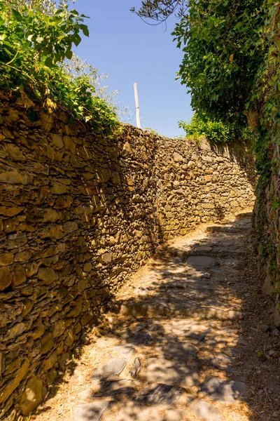 Europa Italien Cinque Terre Corniglia Stig Med Träd Båda Sidor — Stockfoto