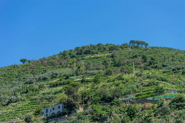 Italia Cinque Terre Vernazza Una Gran Granja Viñedos Pendiente Moutanin — Foto de Stock