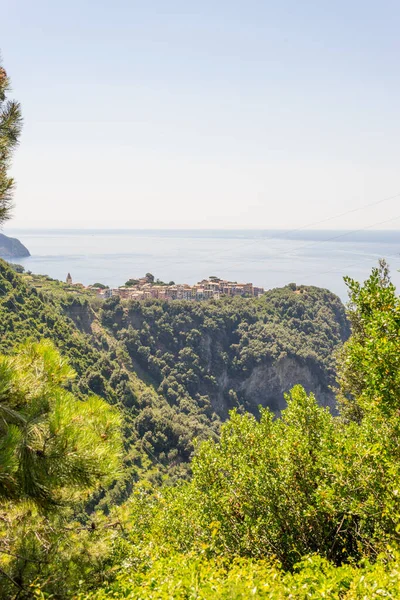 Europa Italia Cinque Terre Corniglia Albero Vicino Specchio Acqua — Foto Stock