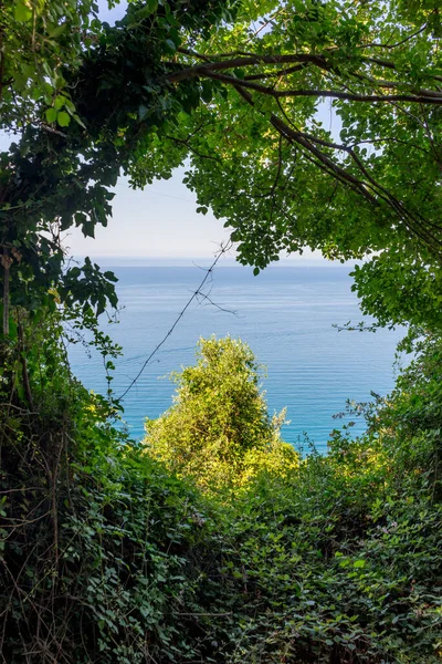 Європа Італія Cinque Terre Corniglia Дерево Біля Водойми — стокове фото