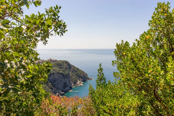 Europa Italia Cinque Terre Corniglia Árbol Junto Cuerpo Agua —  Fotos de Stock