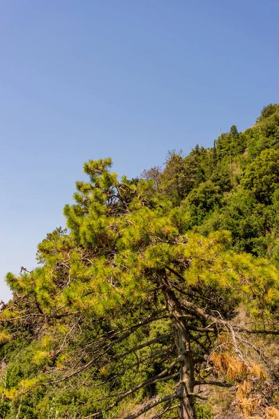 Europa Itália Cinque Terre Corniglia Uma Árvore Uma Floresta — Fotografia de Stock