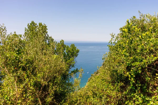 Europa Italien Cinque Terre Corniglia Eine Nahaufnahme Eines Baumes — Stockfoto