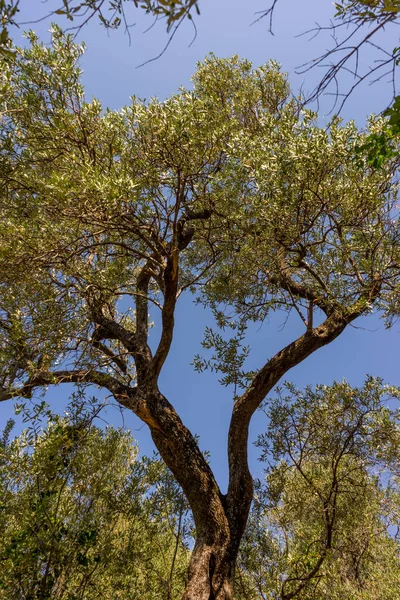 Europa Italien Cinque Terre Corniglia Low Angle Von Baum Gegen — Stockfoto