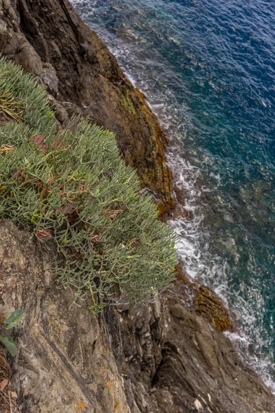 Europa Italia Cinque Terre Manarola Primer Plano Una Roca —  Fotos de Stock