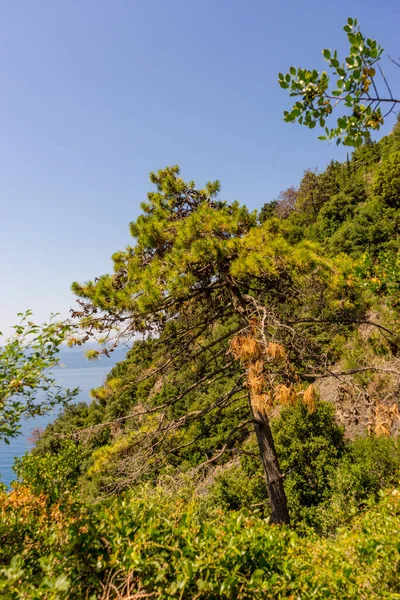 Європа Італія Cinque Terre Corniglia Дерево Лісі — стокове фото