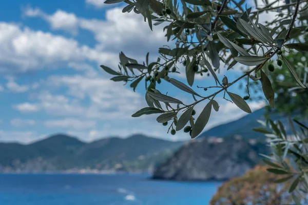 Europe Italy Cinque Terre Manarola Tree Mountain Background — Stock Photo, Image