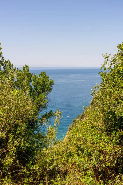 Європа Італія Cinque Terre Corniglia Дерево Лісі — стокове фото