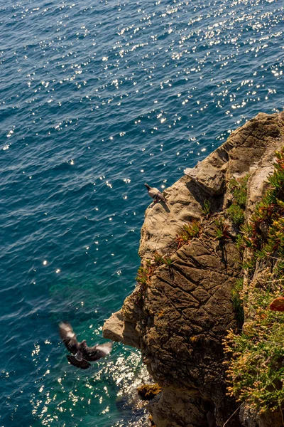 意大利 Cinque Terre Manarola 一只在认捐上的鸽子 — 图库照片