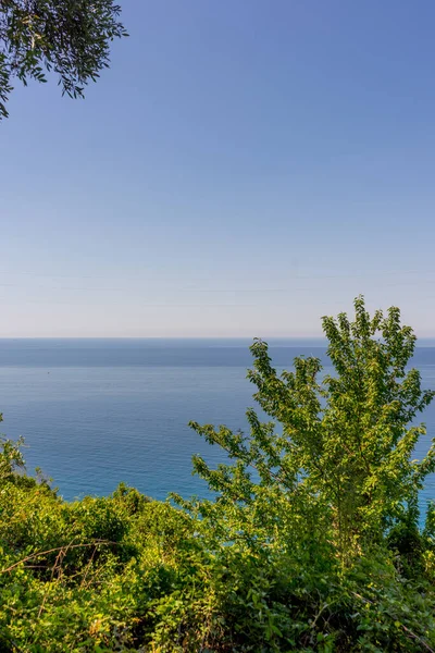 Європа Італія Cinque Terre Corniglia Дерево Біля Водойми — стокове фото