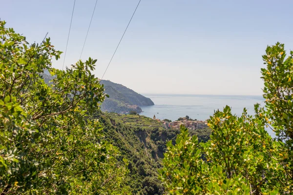 Europa Włochy Cinque Terre Corniglia Zbliżenie Zbocza Wzgórza Obok Drzewa — Zdjęcie stockowe