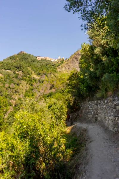 Európa Olaszország Cinque Terre Corniglia Egy Fákkal Földút Szélén — Stock Fotó