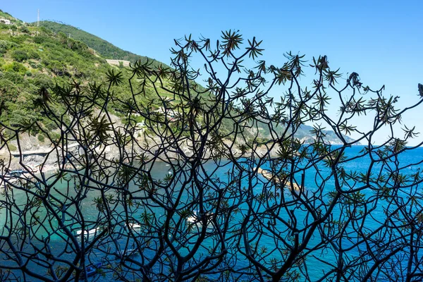 Europe Italy Cinque Terre Monterosso Close Tree — Stock Photo, Image