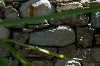 Avrupa, İtalya, Cinque Terre, Manarola, bir kaya duvarına yakın çekim